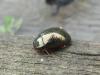 Chrysolina bankii